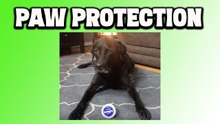 Paw Protection for Dogs