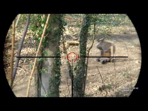 Remote control wild boar, driven hunt practice, the boargy