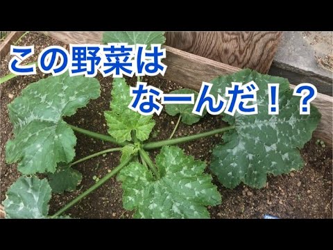 2020年　家庭菜園日記　-夏野菜-