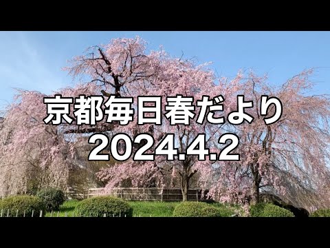 【2024.4.2】京都春の訪れを毎日更新中