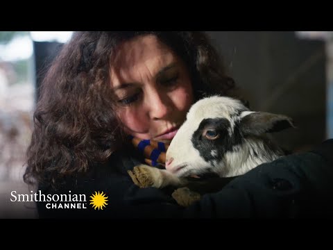 A Traditional Cretan Cheesemaker Reveals His Secrets 🐐 Greek Island Odyssey | Smithsonian Channel