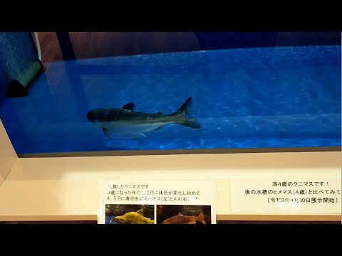 【旅動画】東北ゴリラ、２５年ぶりの田沢湖へ！幻の魚がいるクニマス未来館へGO！ついでに秋田犬も【クニマス】