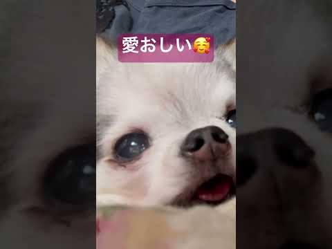 たまには抱っこ#愛おしい #老犬 #チワワ