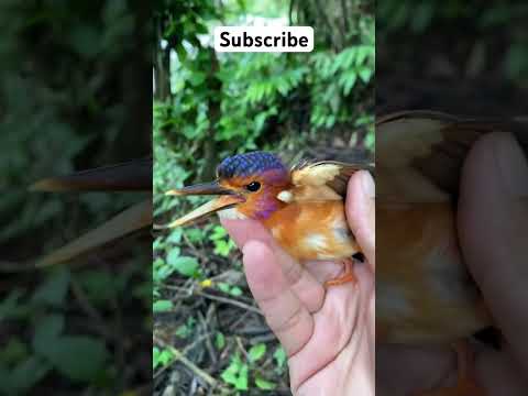 Meet The Cutest Birds In The World