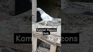 #viral #pigeonbreeds #kabootar #pigeontypes #youtubeshort #tkdpigeonloves #tonkpigeonclub