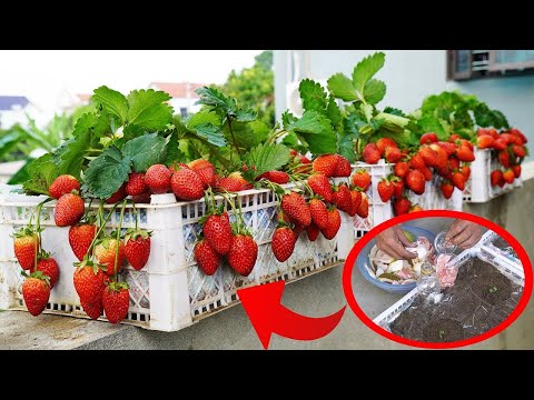 Grow Strawberries on Balcony for MAXIMUM YIELD with EASY Tips