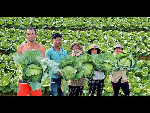 How to Grow Cabbage to Fast Harvest in 90 days - Farming Complete Guide from Planting to Harvest