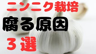 ニンニクが栽培中に腐る原因３選