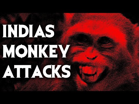 The Horrible Reality Of Indian Monkey Attacks