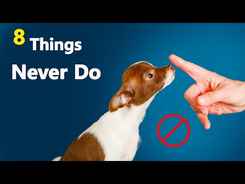 8 Things You Should Never ❌ Do With A Chihuahua Dog❗