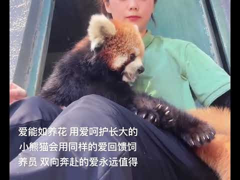 Thank you for appearing in my world, Lulu the red panda