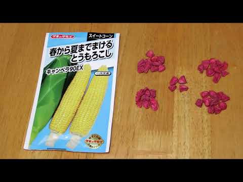 【秋トウモロコシは短期勝負！ 種まき～発芽】家庭菜園29年目 無農薬 半自給自足