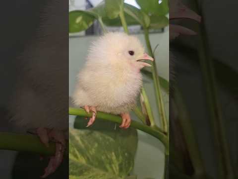 Best healthy chick #chicks #funny #birds #hen