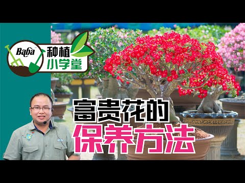 【Baba种植小学堂】想要 沙漠玫瑰/富贵花 爆盆只需谨记这5个种植注意事项！富贵花养护就是这么简单 | 沙漠玫瑰/富贵花种植法