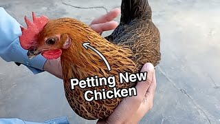 Petting and Feeding My New Backyard Chickens | Pet Chickens in the morning