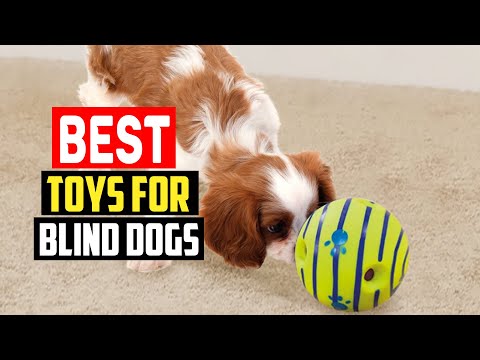 ✅Top 5 Best Toys for Blind Dogs in 2023