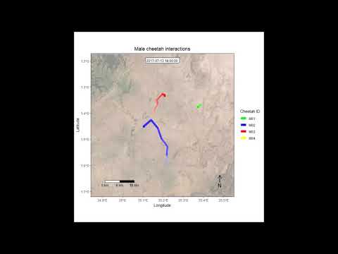 Using GPS collars to investigate the frequency and behavioural outcomes of intraspecific