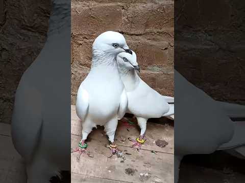 सम्भल बाले Kabootar  #pigeonvideo #pigeonstatus #youtubeshorts #highflyingpigeons