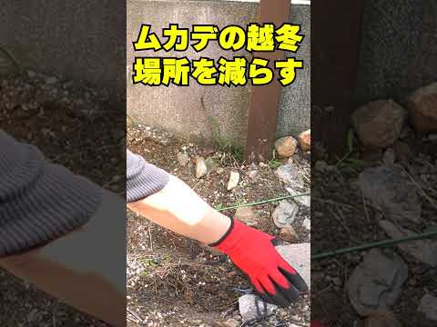 【ムカデ対策3選】ムカデ除け ムカデ越冬防止 春にムカデの数を減らす方法 ムカデの越冬場所を減らす方法 #shorts #ムカデ駆除 #ムカデよけ