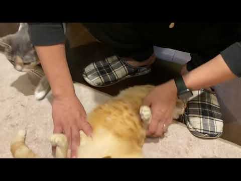 【ねこ動画】それでもパパが好き