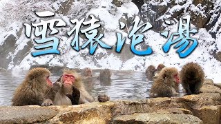 被雪猿攻擊!! 長野地獄谷野猿公苑 Nagano Onsen Snow Monkey🐵 | 長野遊樂團 Ep6