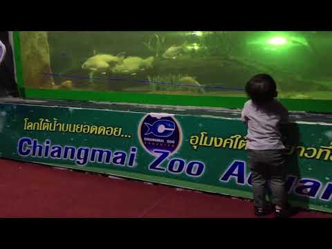 Chiangmai zoo