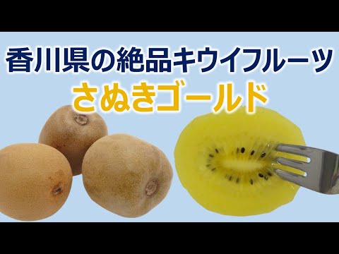 香川県の絶品キウイフルーツ　さぬきゴールド