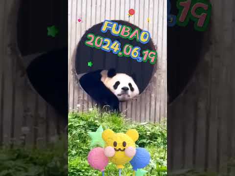 FUBAO2024.06.19 #panda #pets #cute #fubao #animals #adoptme #cutepanda #automobile #petshop #happy