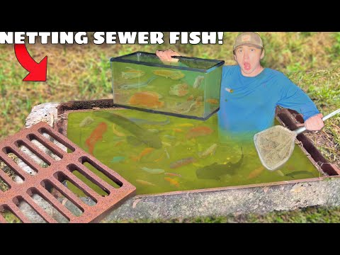 Netting TRAPPED Sewer Fish For My AQUARIUM!