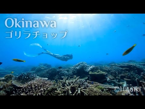 シュノーケリング＠沖縄ゴリラチョップ：Free Diving in Japan's Snorkeling Spot Okinawa Gorira Chop Coral, School of Fish