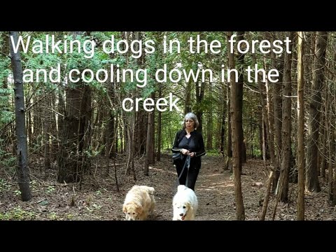 Walking with dogs in the forest, cooling down in the creek, turtle, Salmon, nature