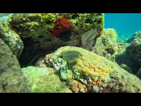 BASIC SNORKEL. Part 2 (Free Use) Beginners starting this sport on vacation. 4k ultra hd.