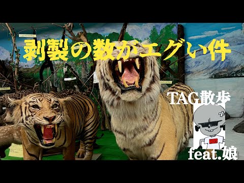 【夏休み番外編】初めて行った「つやま自然ふしぎ館」大型動物の剥製は迫力すごい。怖い。ヘラジカとか怖い直接見た方が怖い。