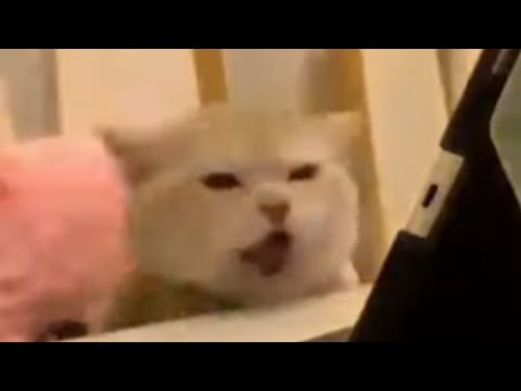 NESTLE CRUNCH MEME CATS COMPILATION