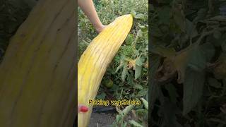 Picking giant vegetables from the village garden. #shorts  #short