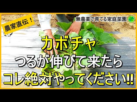 【カボチャ栽培】たくさん収穫するための摘芯～3本仕立て・摘果などのお世話について解説！【有機農家直伝！無農薬で育てる家庭菜園】　24/5/28