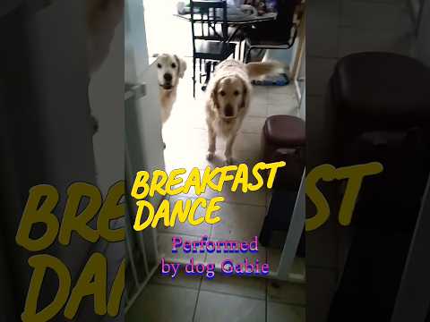 How dog Gabie dances for breakfast #shorts #dogs #goldenretriever # funny