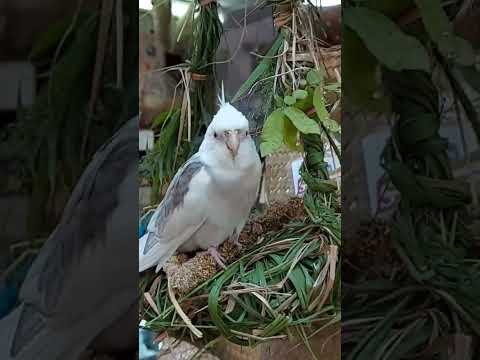 美麗城中鳥 Beautiful white bird