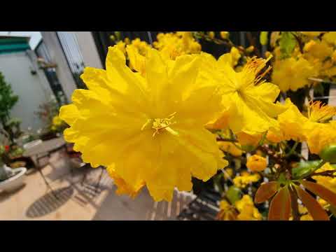 Galaxy S21 Ultra 4k Video (Vietnam in Spring 2021)