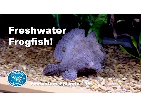 Freshwater Frogfish Fincasters Episode 165