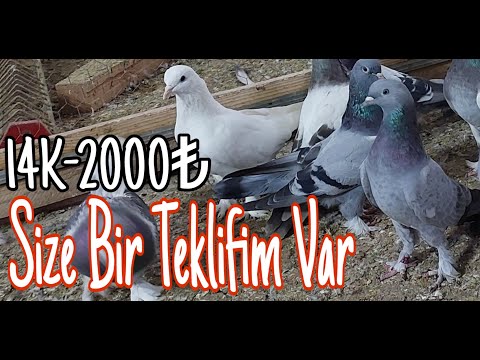 Size Bir Teklifim Var. Fırsat Oyun Kuşları.