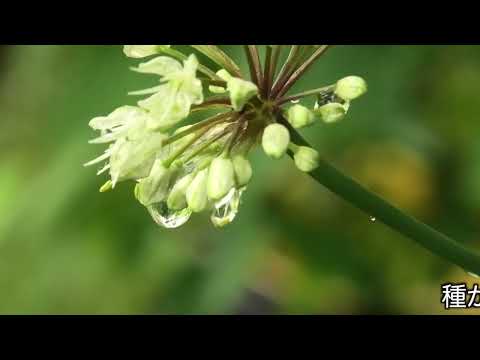 雨上がりの朝に行者ニンニクの花が咲いた【2023年5月8日】