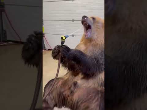 Mother hare Fighting a Hawk to protect her Baby