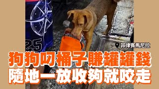 狗狗叼桶子賺罐罐錢　隨地一放收夠就咬走｜寵物動物