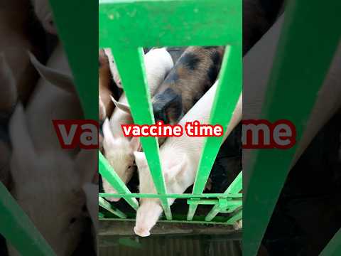 vaccine time #trendingvideo #farming #chickenbusiness #chicken #fancypoultrybusiness #poultryfood