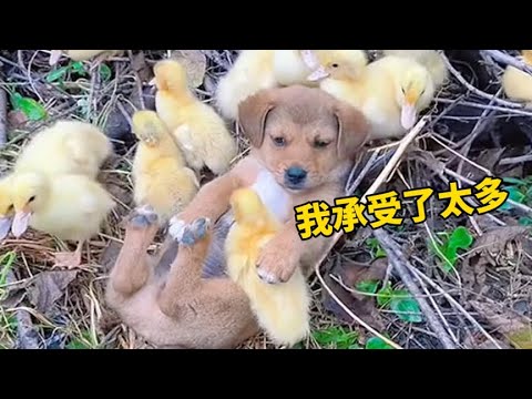 [2023動物最搞笑] 騷包美甲犬 | 鬼滅之刃鴨 | 天線寶寶貓 |"動物大爆笑合集 | funny video/funny animals/cat/dog/pet/