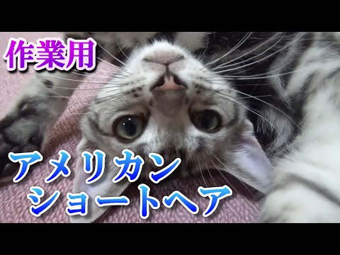 作業用猫動画　手作りキャットタワーと子猫（アメリカンショートヘア）