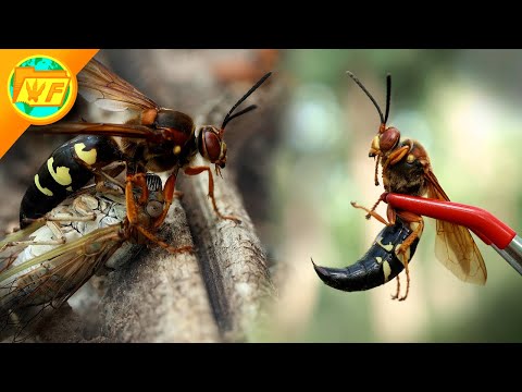 The BIGGEST WASP in America: The CICADA KILLER