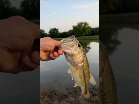 A Trophy 🏆 catch? Catching bass out of the farm pond #shorts