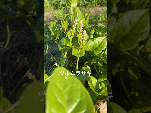 【ツルムラサキ】　#有機 #無農薬 #湘南 #農業 #パーマカルチャー #家庭菜園 #farming #gardening #nature